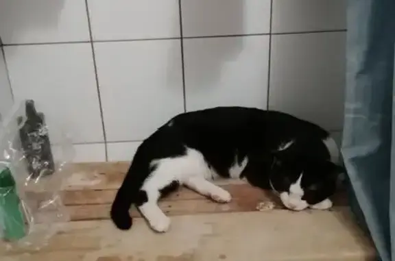 Кошки потеряшки, Москва, фото: Потеряшка кошка, Дмитровское шоссе, 90 к1