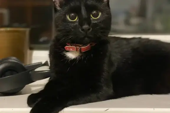 Кошки потеряшки, Владимир, фото: Потеряшка кошка, Суздальский проспект 31