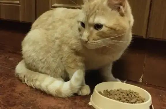 Пропала кошка, Гатчина, Ленобласть
