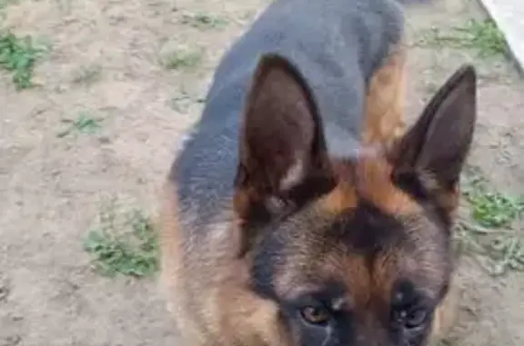 Собака найдена: Завертяева, Омск