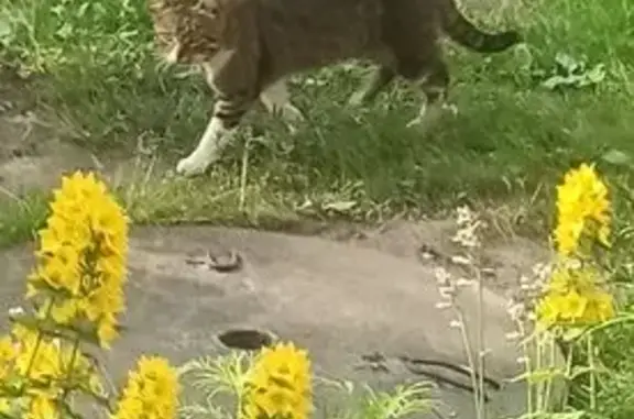 Найдена кошка, , фото: Кошка найдена на ул. Демьяна Бедного, 26 к3