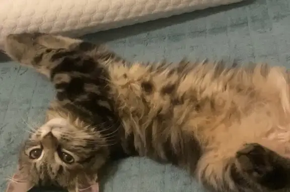 Найдена кошка, Нелидово, фото: Кошка найдена: Крестьянская 16, Нелидово