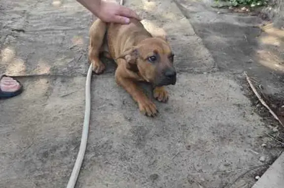 Собака найдена: Школьная ул., 1, Владимир