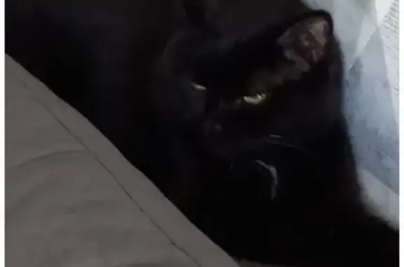 Кошки потеряшки, Новоуральск, фото: Потеряшка кошка, Автозаводская 22, Новоуральск