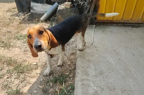 Собака найдена: Чапаева 7, Волжский