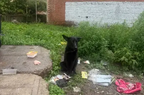 Найдена собака, Коломна, фото: Собака найдена: ул. Дзержинского, 96