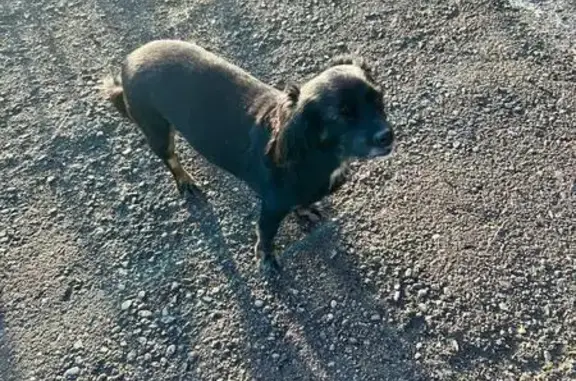 Найдена собака, Междуреченск, фото: Собака найдена: ул. Юности, 18, Междуреченск