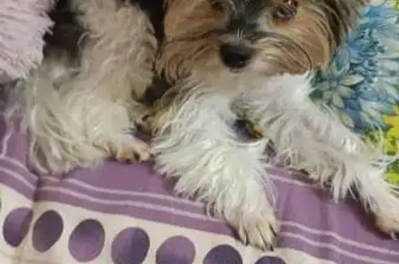 Собаки потеряшки, Кемеровская область, фото: Потеряшка собака в садах Маручак, Кемерово