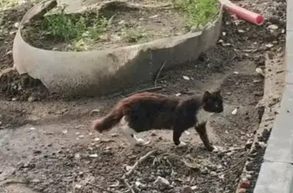Кошка найдена: Загородное ш., 7 к1, Москва