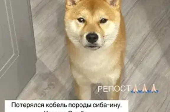 Пропала собака