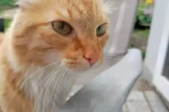 Найден рыжий кот, Академ. проспект 21