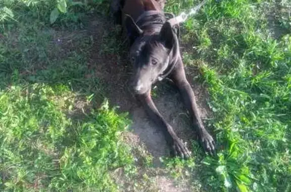 Найдена собака на Окской улице, Пирочи