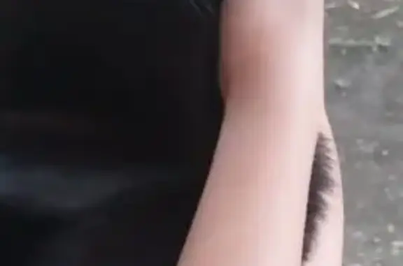 Найдена кошка, Красноярск, фото: Кошка найдена, ул. Королёва, 10, Крск