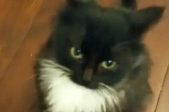 Кошка найдена: Дворцовая пл., СПб