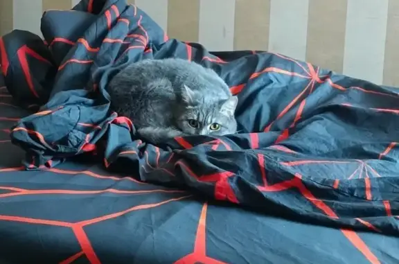 Кошки потеряшки, Псков, фото: Потеряшка кошка на Госпитальной, 15А, Псков