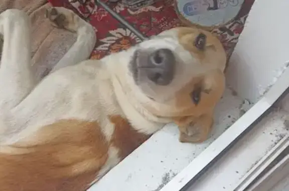 Собака найдена: пр. Дериглазова 7, Курск