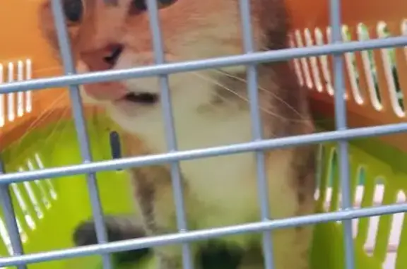 Кошка найдена на Нагорном бульваре, 4к3