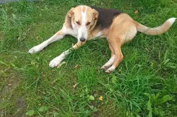 Найдена собака, Талдом, фото: Найдена собака, ул. Октябрьская, 3, Талдом