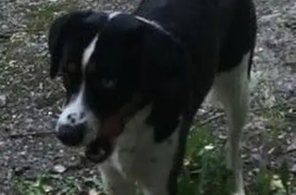 Собака найдена: Комсомольский проспект, Челябинск