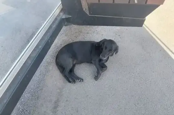 Собака найдена: Окружное шоссе, Вологда