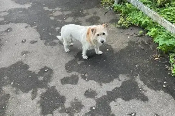 Найдена собака, Ликино-Дулёво, фото: Собака найдена: Коммунистическая 40А