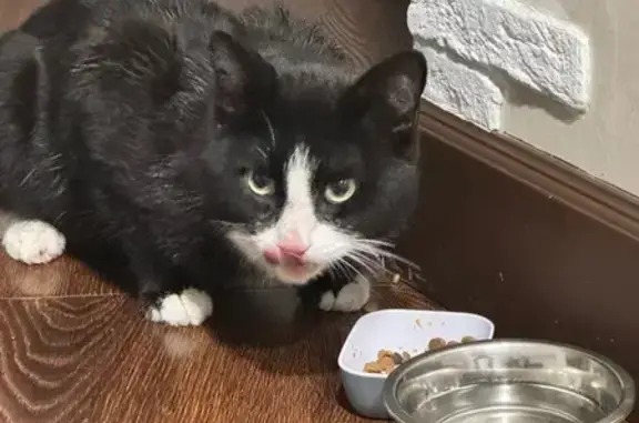 Найдена кошка, Новосибирск, фото: Кошка найдена: Вилюйская ул, 5, Новосибирск