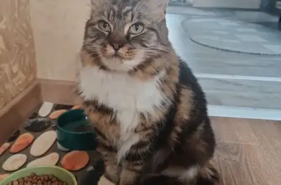 Кошки потеряшки, Рославль, фото: Потеряшка кошка, 2-й Советский пер., 36