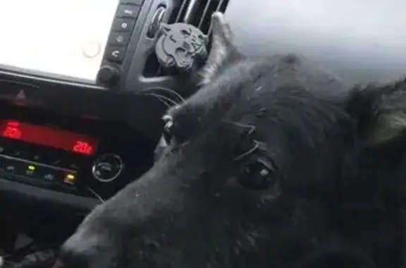 Собаки потеряшки, , фото: Потеряшка собака, Пушкинская ул., 185, Ижевск