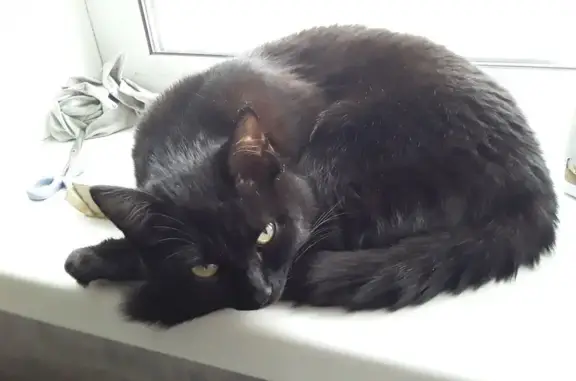 Пропала чёрная кошка, ул. Ключевская, 91