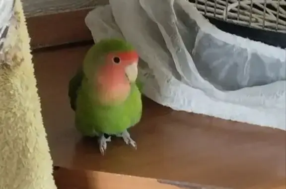 Пропала птица Буся, Гончарова 20, Ленинск-Кузнецкий