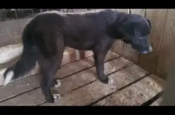 Собаки в отлове: Ирбитская, 66, Камышлов