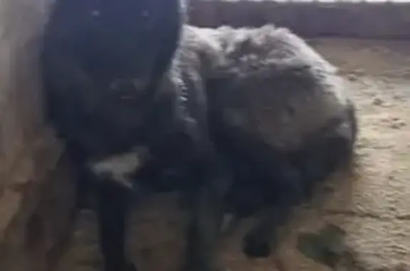 Собаки найдены: Ирбитская, 66; Красных Орлов, 99