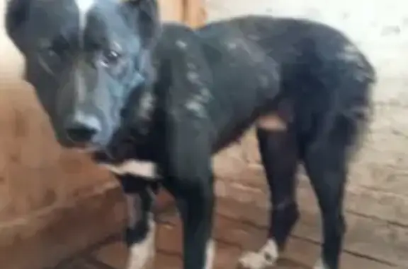 Собаки в отлове, Ирбитская 66, Камышлов