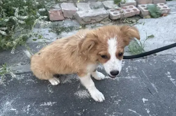 Собака найдена: ул. 26 Июня, 142, РнД