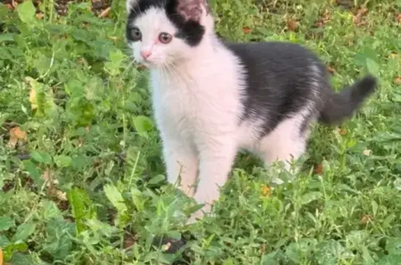 Котенок найден: ул. Тимирязева, 2, Тула