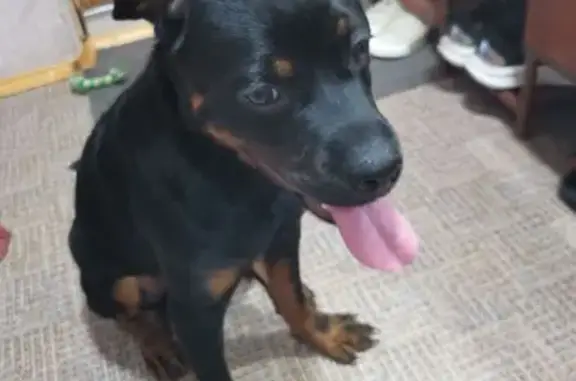 Собака найдена: Магистральная ул, 1, Тамбов