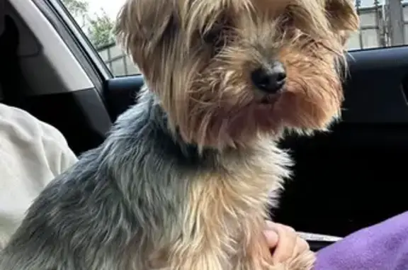 Старенькая собака найдена на Горького 176Г