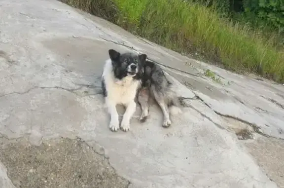 Найдена собака, Павловская Слобода, фото: Собака найдена: ул. Ленина, 27, П. Слобода