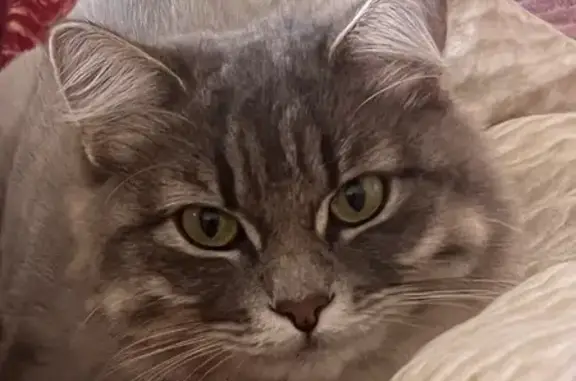 Пропала кошка, ул. Гастелло, 30, Якутск
