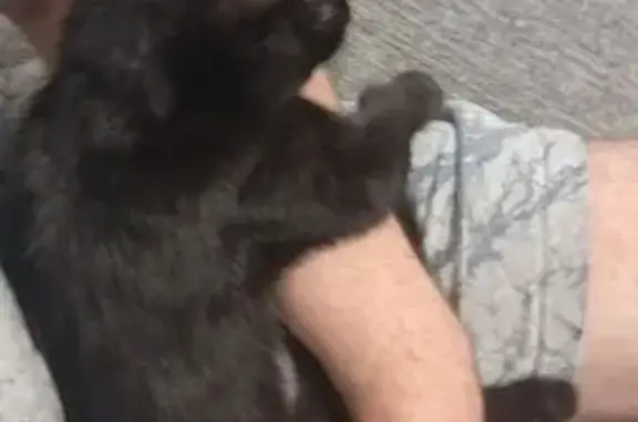 Кошка найдена, Сапрунова 37, Краснодар