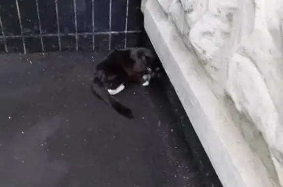 Кошка найдена, Анадырский пр., 77, Москва
