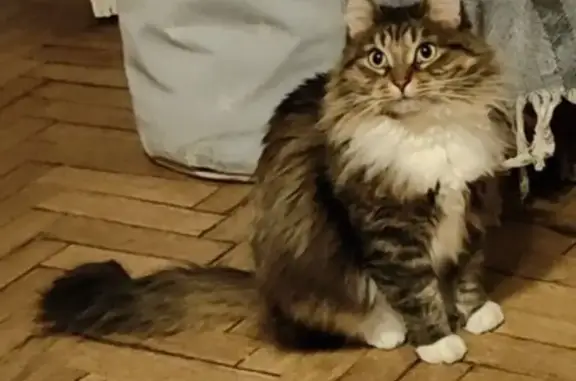 Кошки потеряшки, , фото: Потеряшка кошка, пр. Большевиков 5, Невский