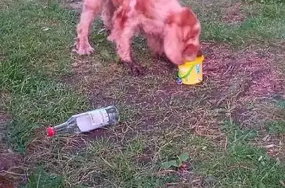 Рыжий коккер спаниель найден на Ленина, Тверь