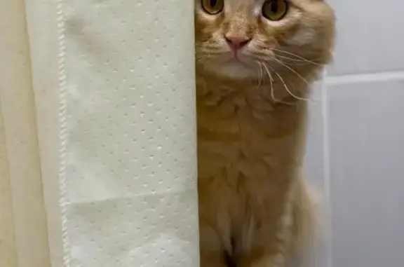 Кошки потеряшки, Челябинск, фото: Потеряшка кошка, ул. Дзержинского, 96