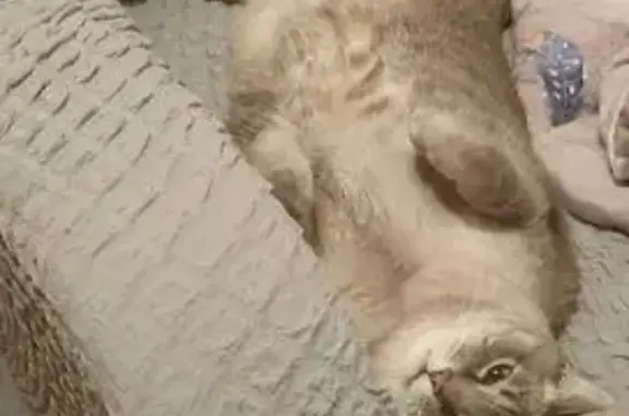 Кошки потеряшки, Краснотурьинск, фото: Потеряшка кот Тайсон, Южная ул. 8, Краснотурьинск