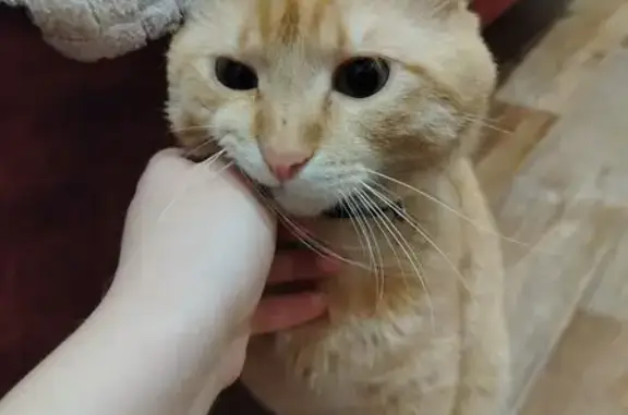 Кошка найдена: ул. Мориса Тореза, 3