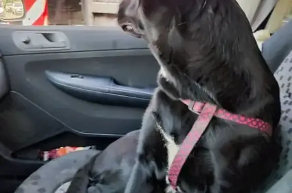 Собака найдена у ТРЦ 