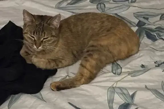 Кошка найдена: Пролетарский пр., 24, Сургут