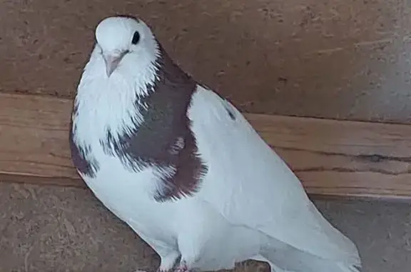 Пропал голубь, ул. Гастелло, 65А, Тамбов