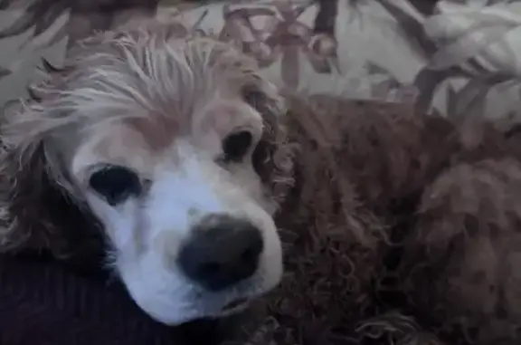 Найдена собака, Полевской, фото: Спаниель найден у Пятерочки, Ленина 7